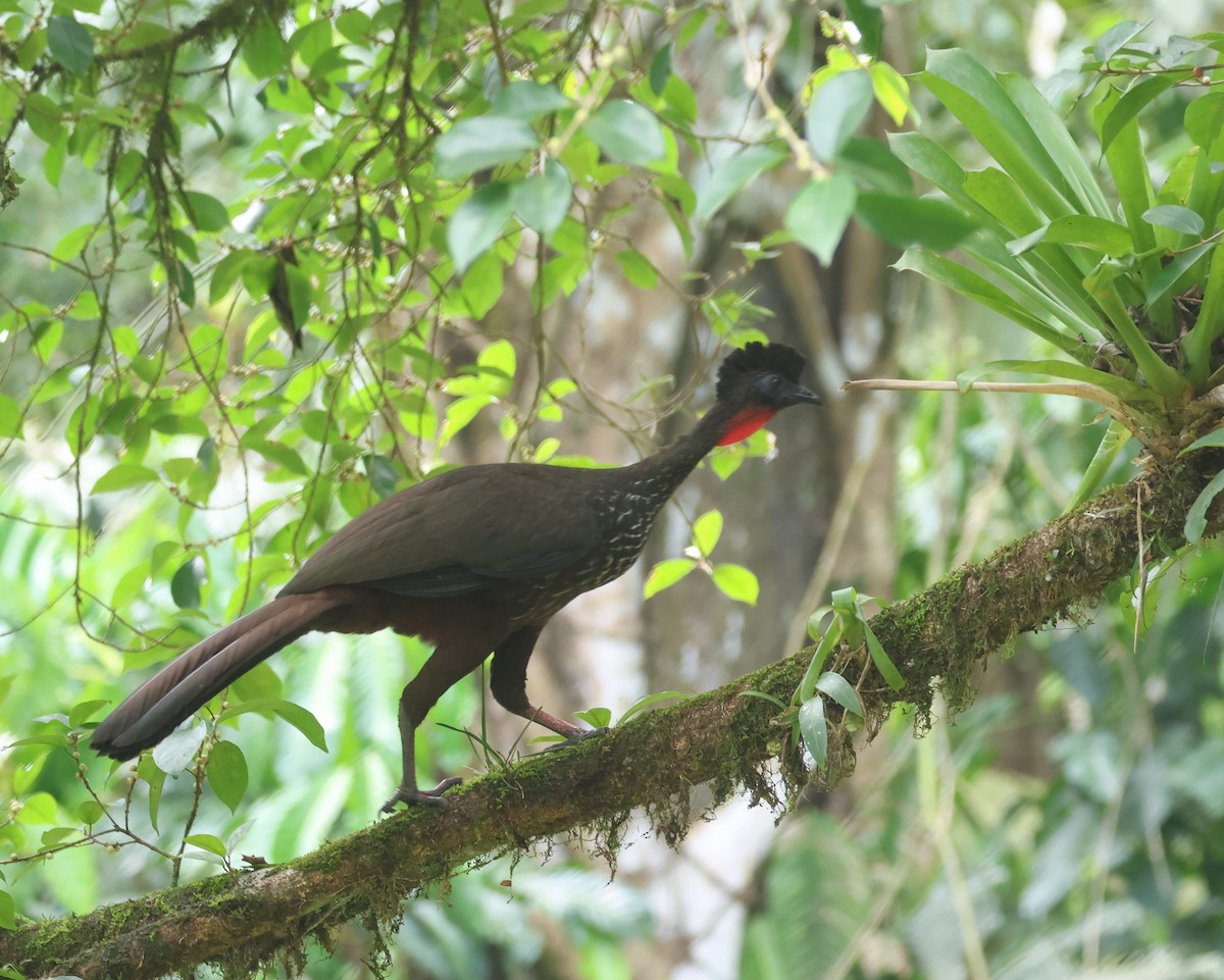 Crested Guan - ML616799536