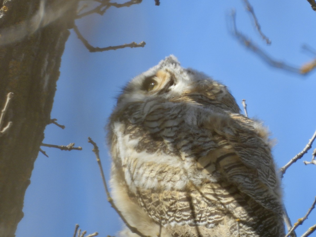 Great Horned Owl - Moira Swinton