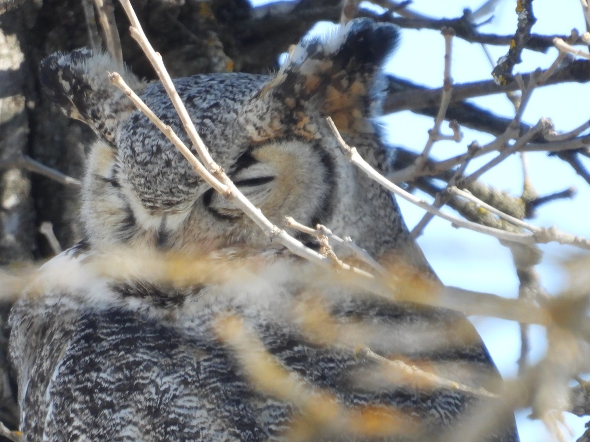 Great Horned Owl - Moira Swinton