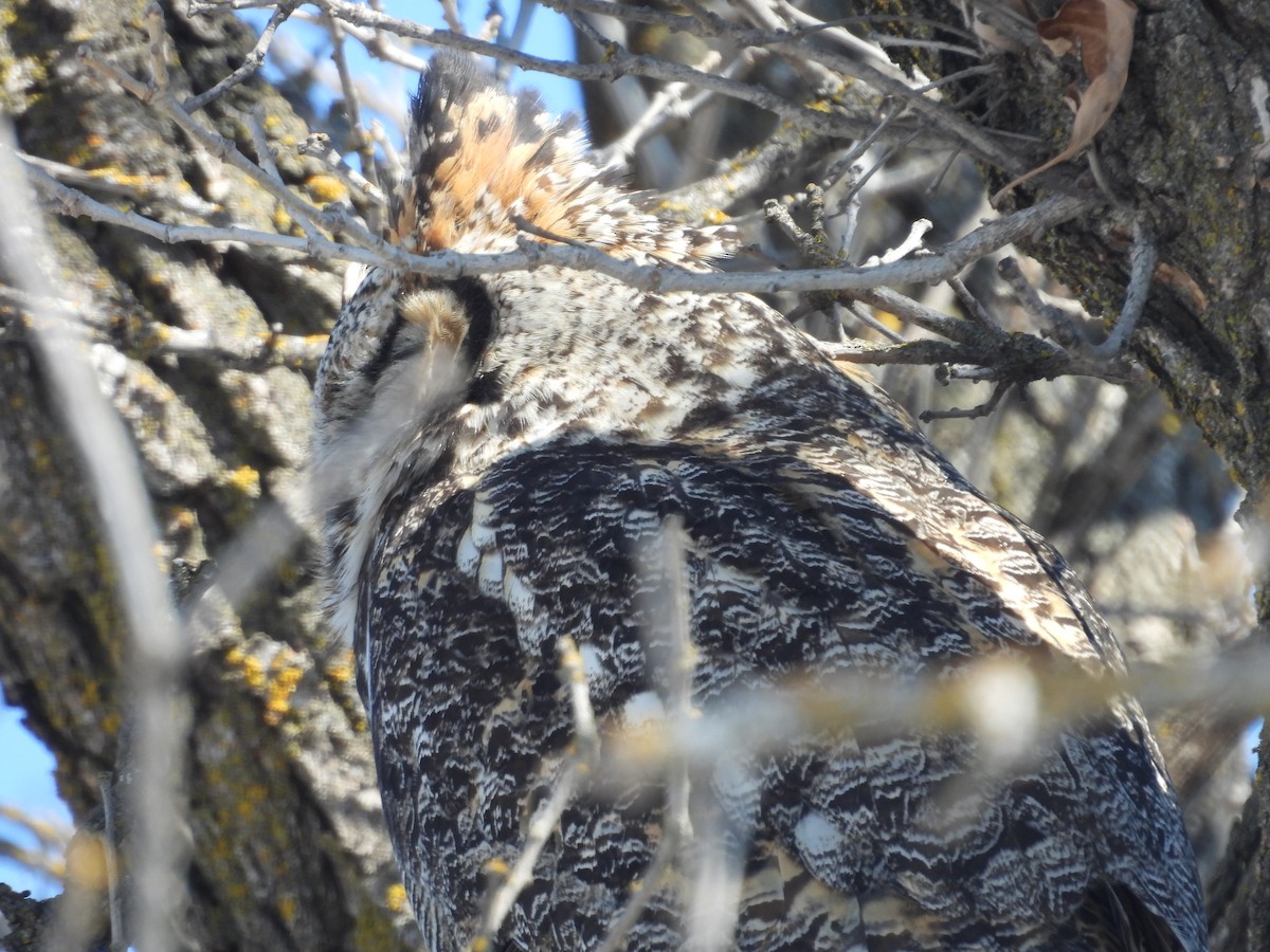 Great Horned Owl - Moira Swinton