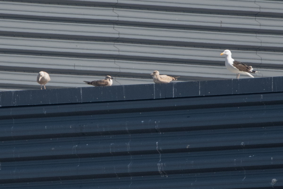 Lesser Black-backed Gull - Adam Cunningham