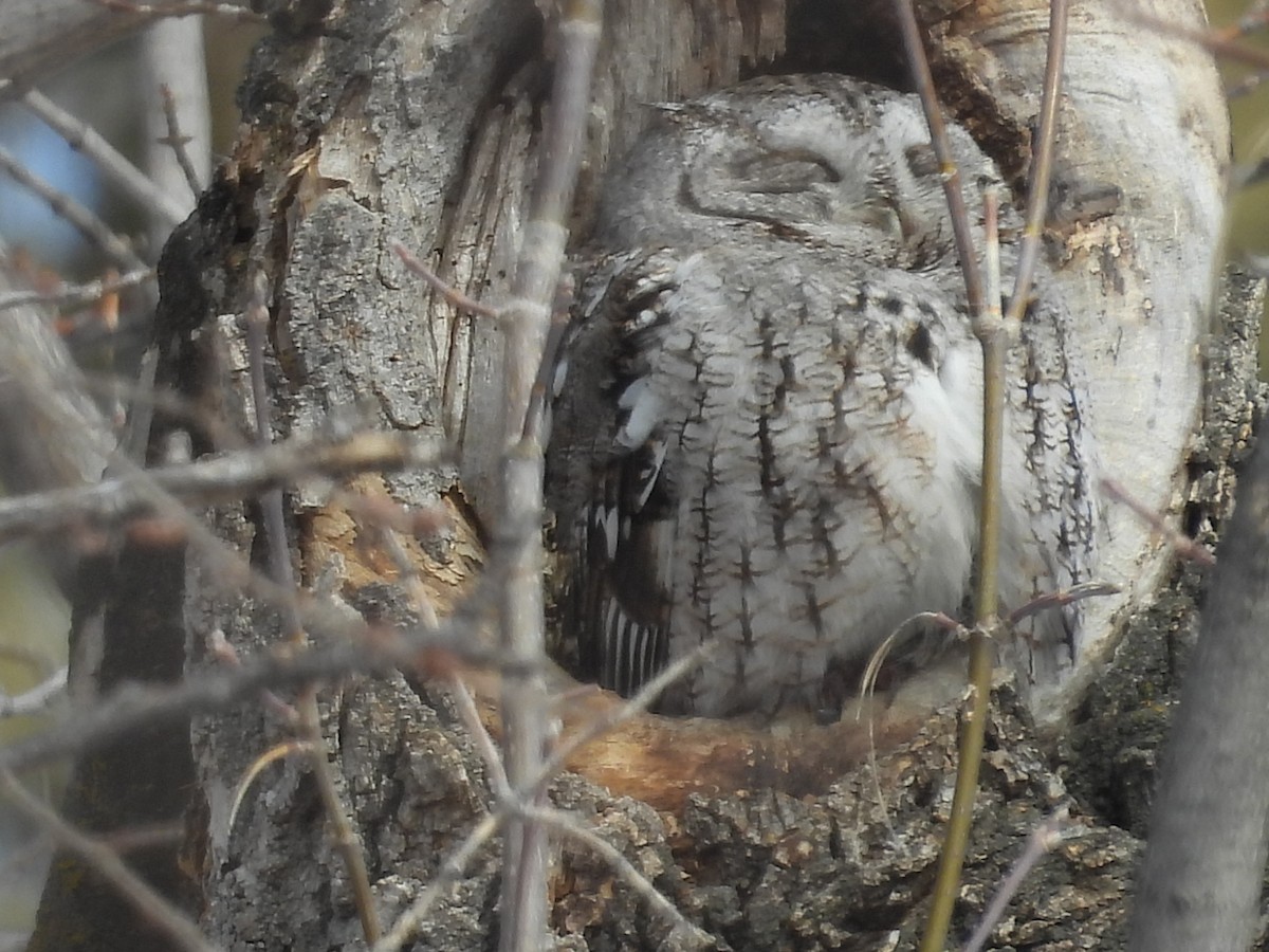 Eastern Screech-Owl - Moira Swinton