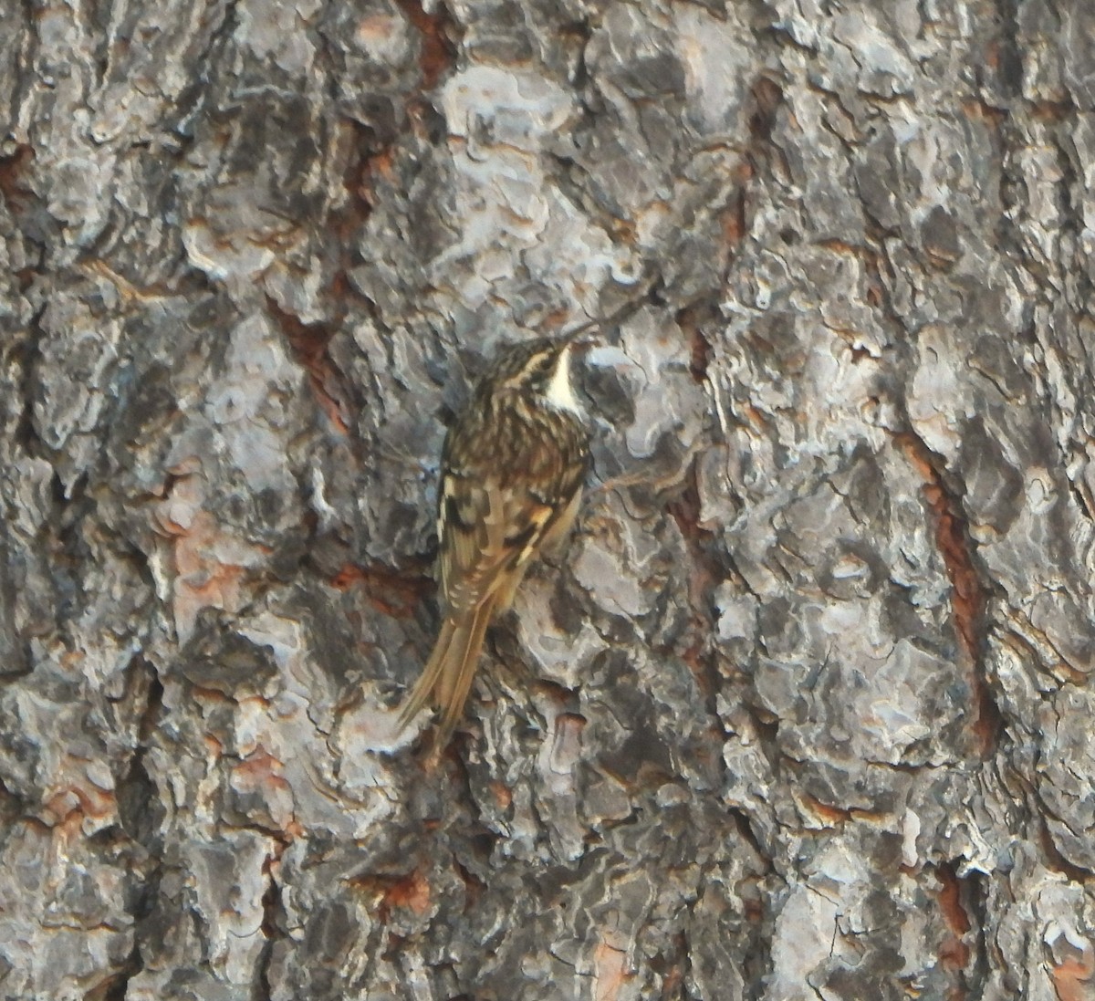 Brown Creeper - ML616799748