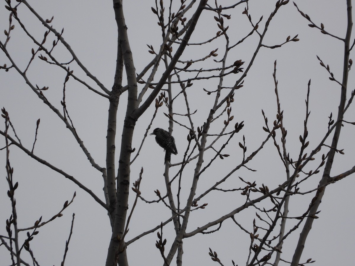 Yellow-bellied Sapsucker - ML616799771