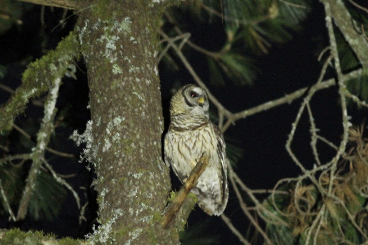 Fulvous Owl - ML616799810