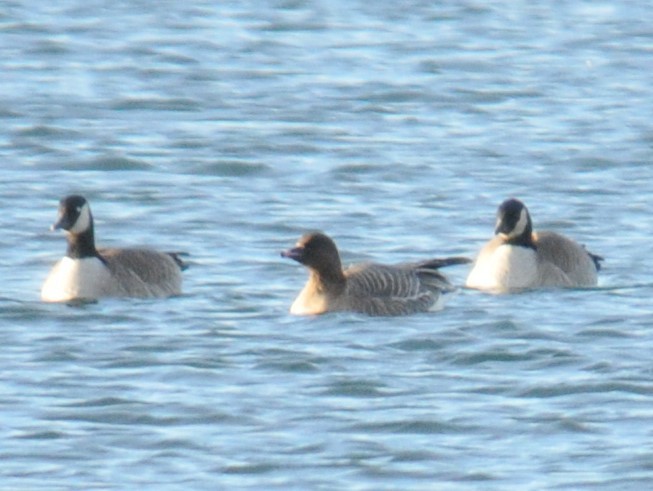 Pink-footed Goose - ML616799814