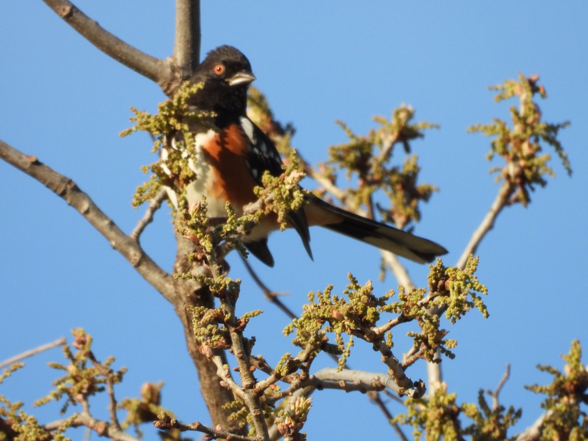 Spotted Towhee - ML616799818