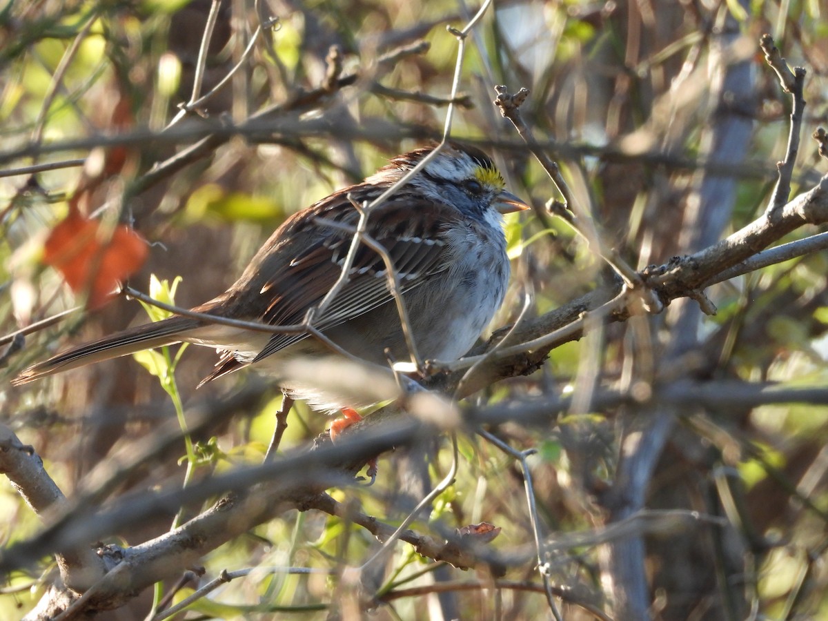 White-throated Sparrow - ML616799863