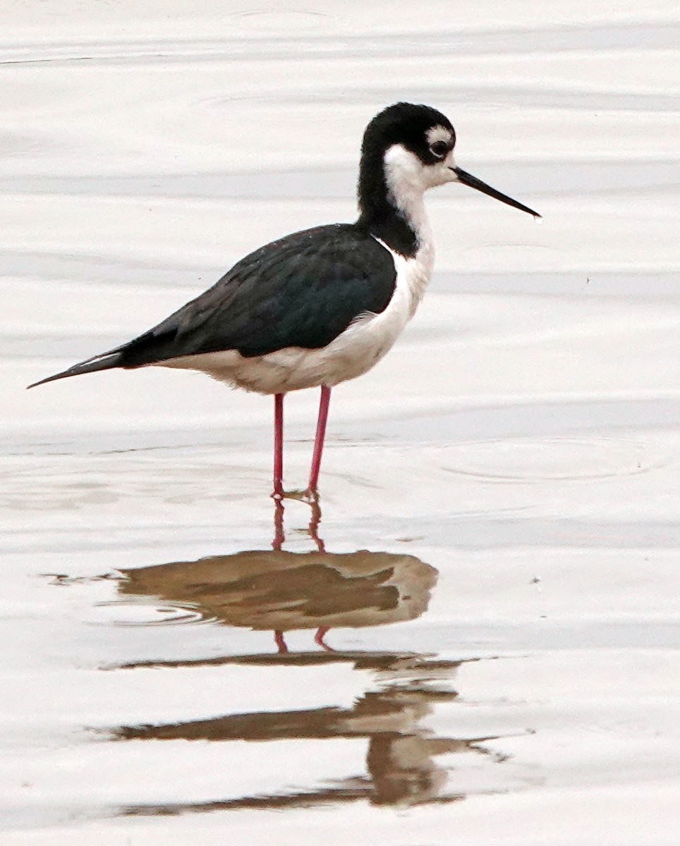 Black-necked Stilt - ML616799867