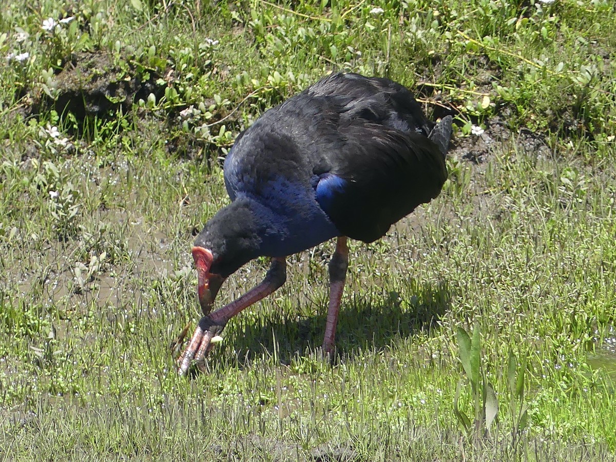 Australasian Swamphen - ML616799898