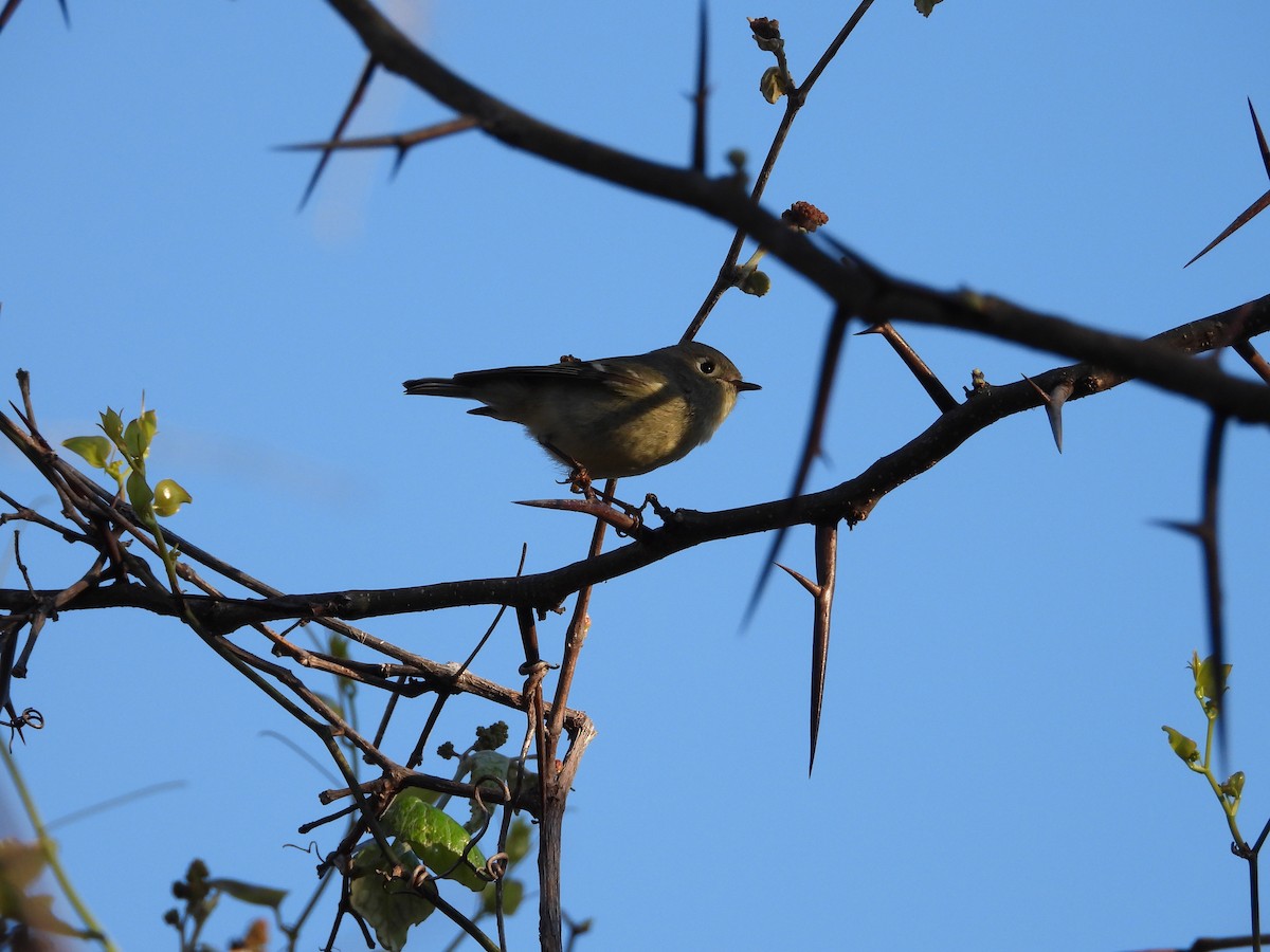 Roitelet à couronne rubis - ML616799908