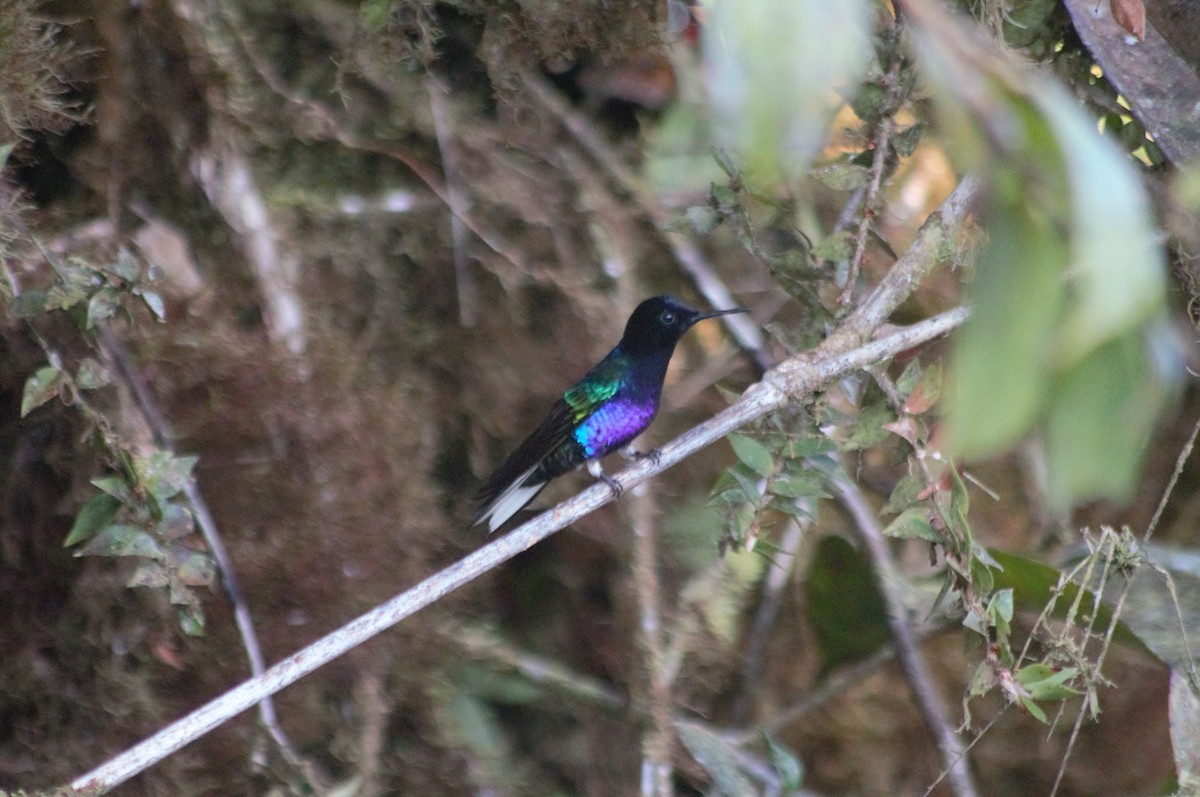 kolibřík hyacintový - ML616799911