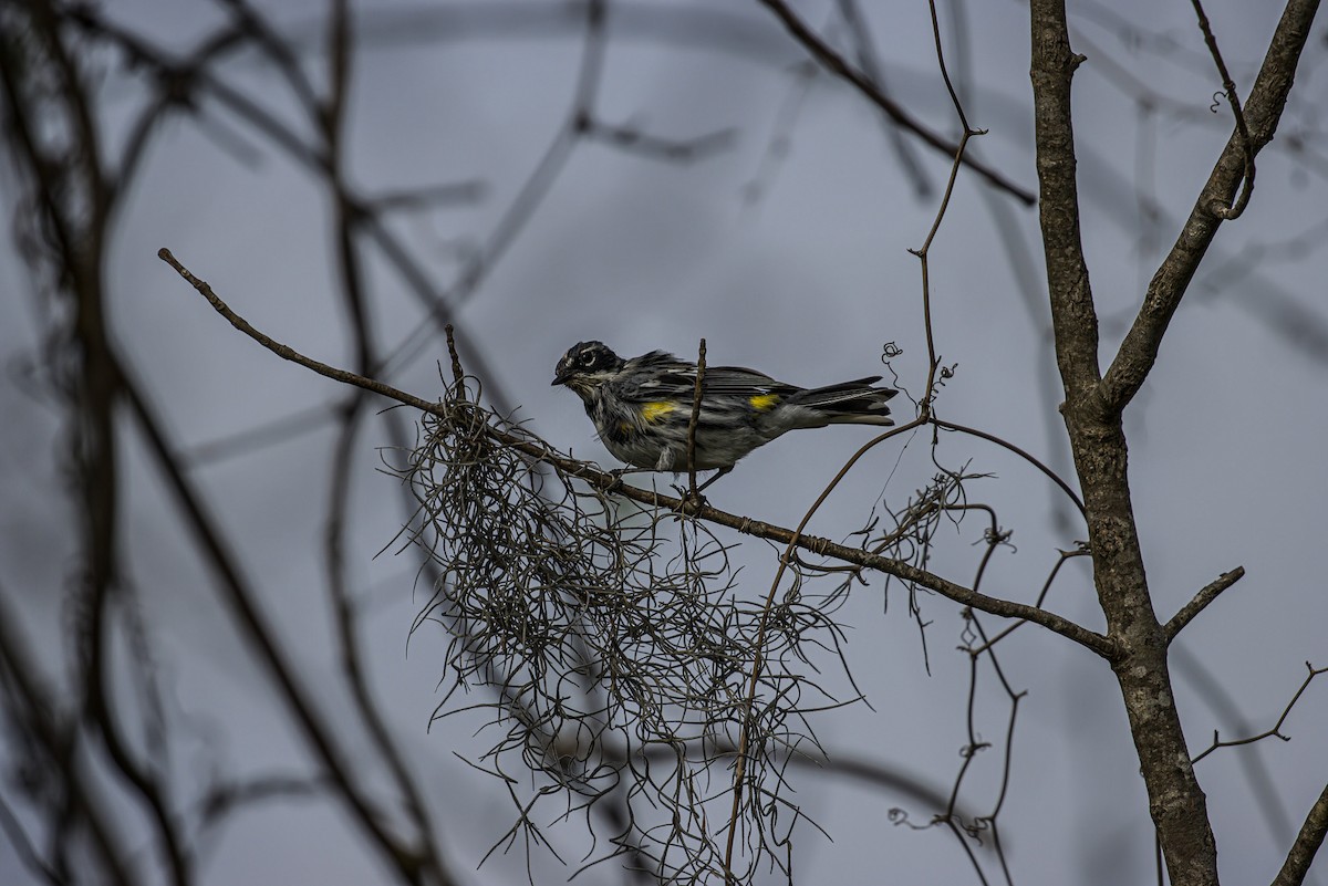 Yellow-rumped Warbler - Patrick Morgan