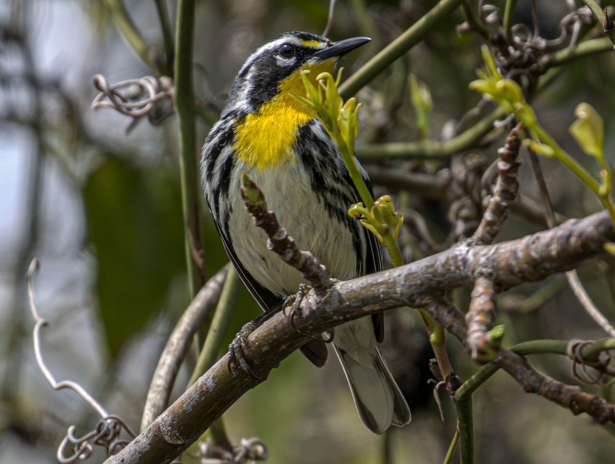 Yellow-throated Warbler - Patrick Morgan