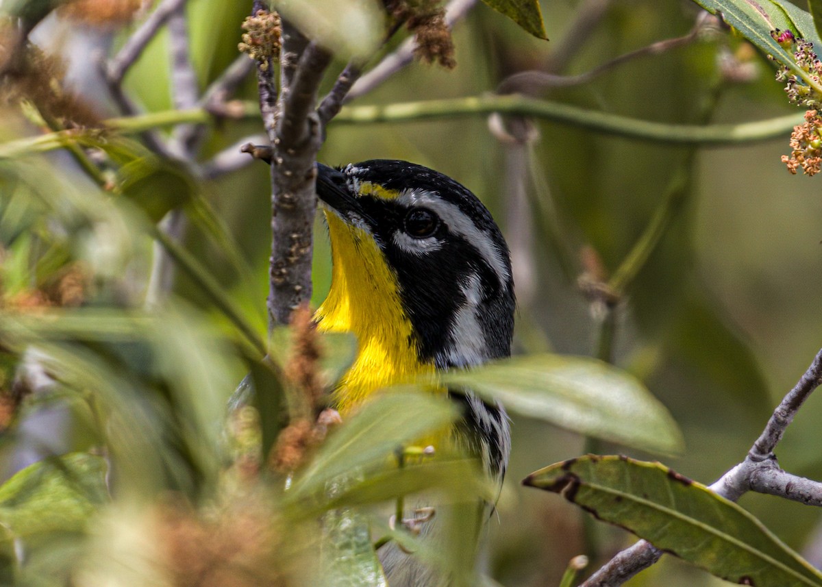 Yellow-throated Warbler - Patrick Morgan