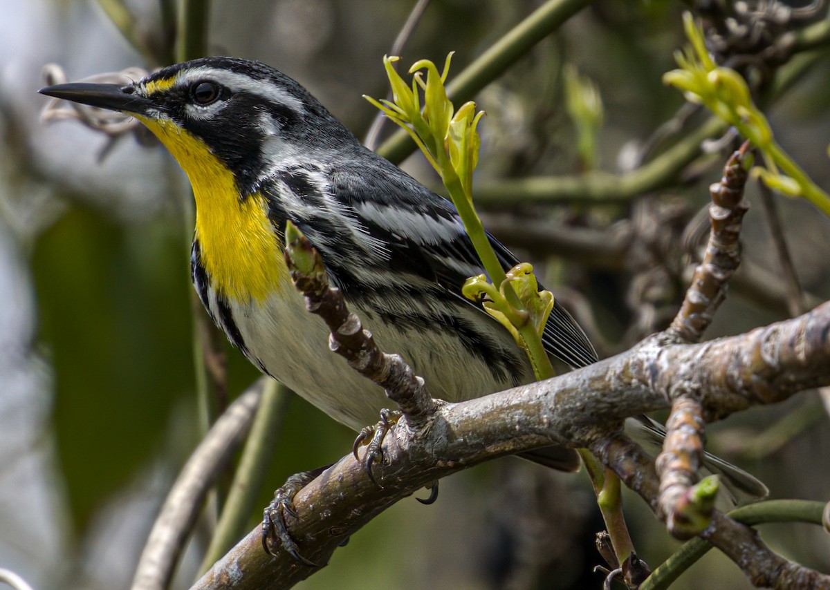 Yellow-throated Warbler - Patrick Morgan