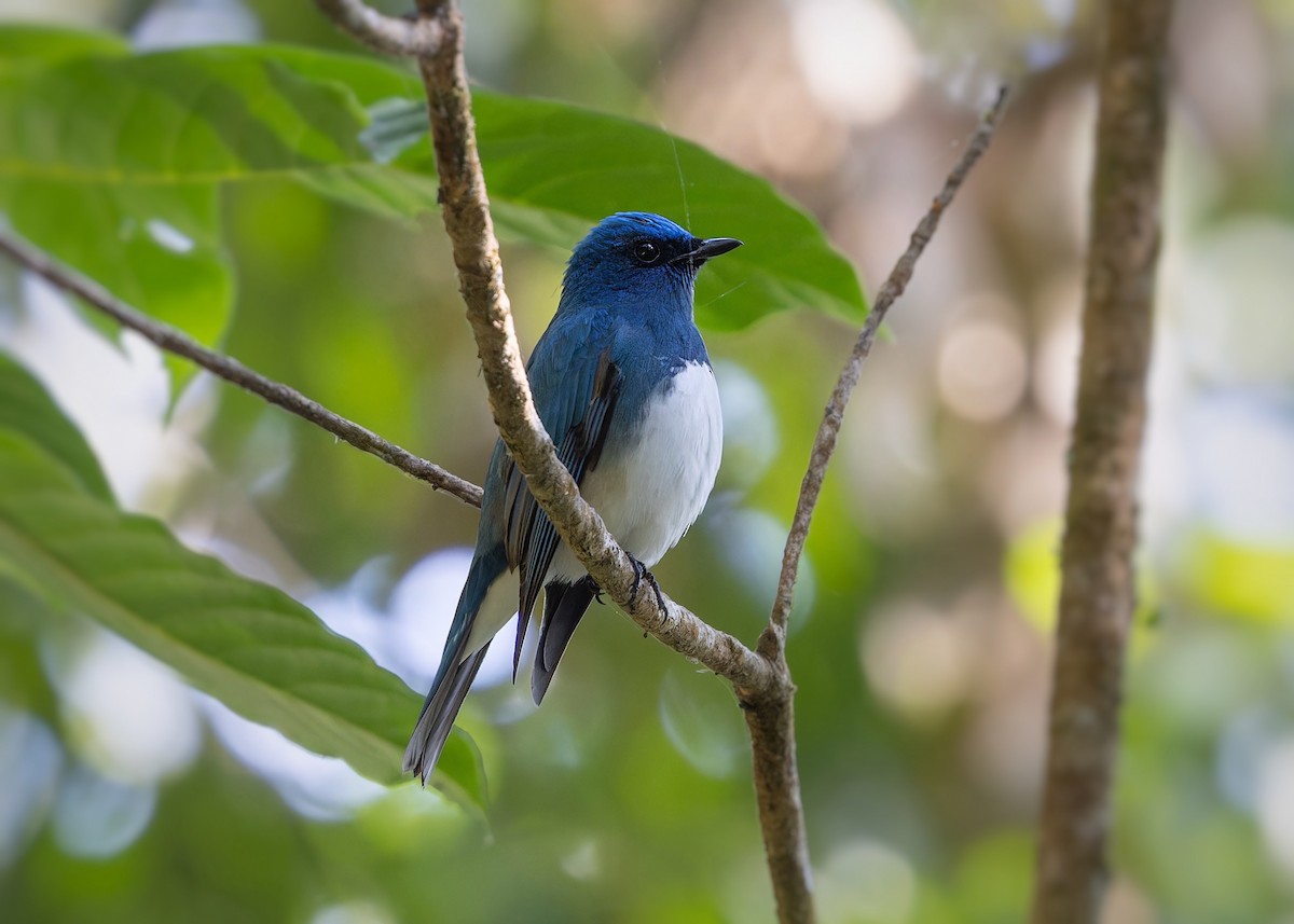 Zappey's Flycatcher - ML616799980