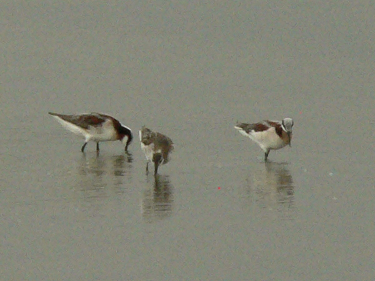 Wilson's Phalarope - ML616799981