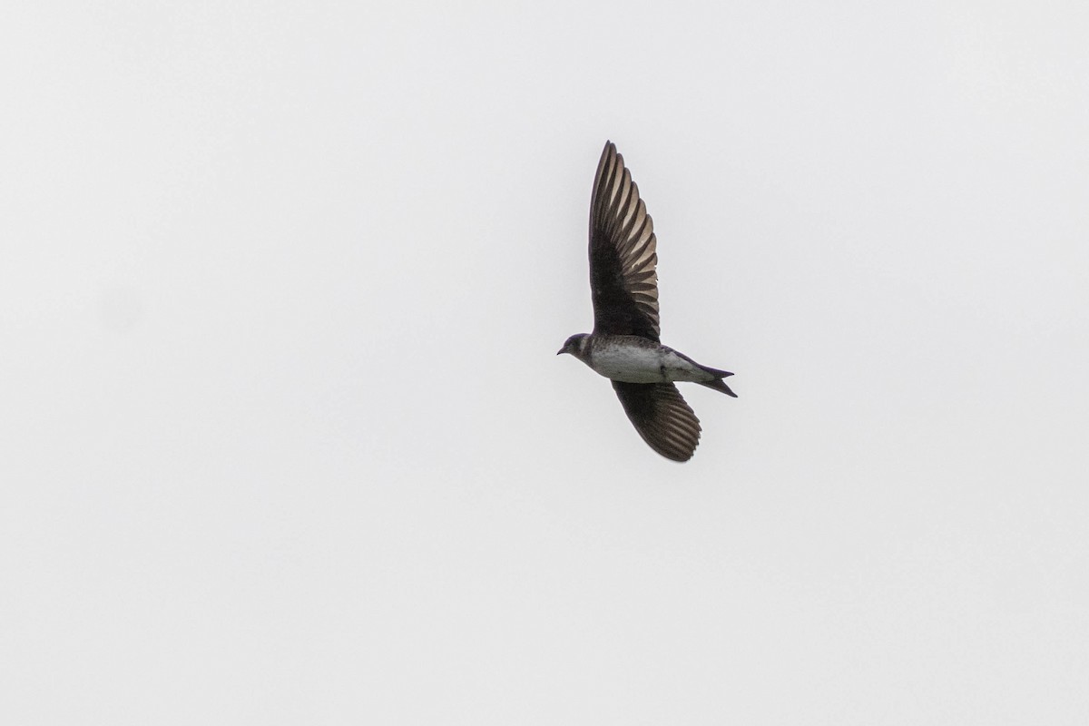 Golondrina Purpúrea - ML616800002