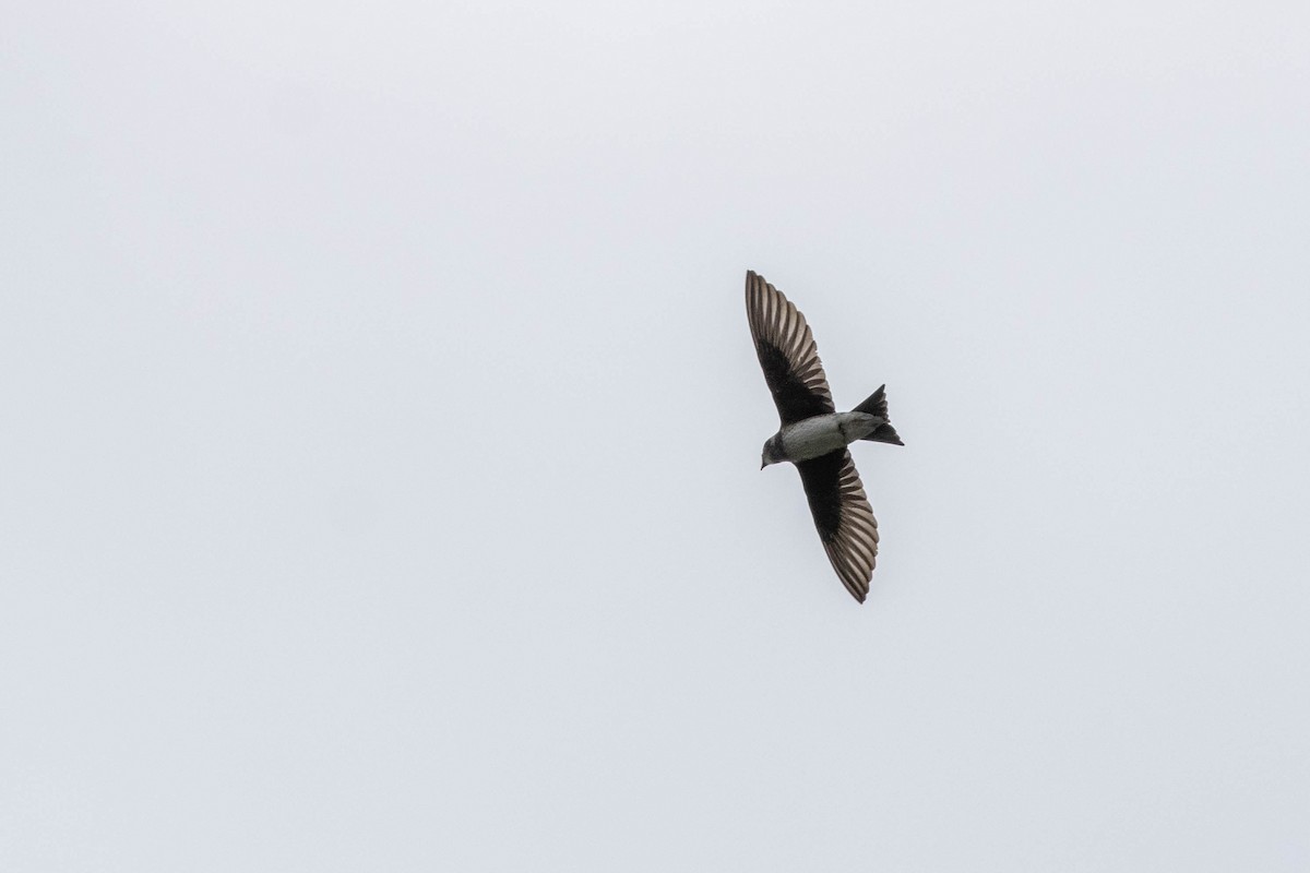 Golondrina Purpúrea - ML616800003