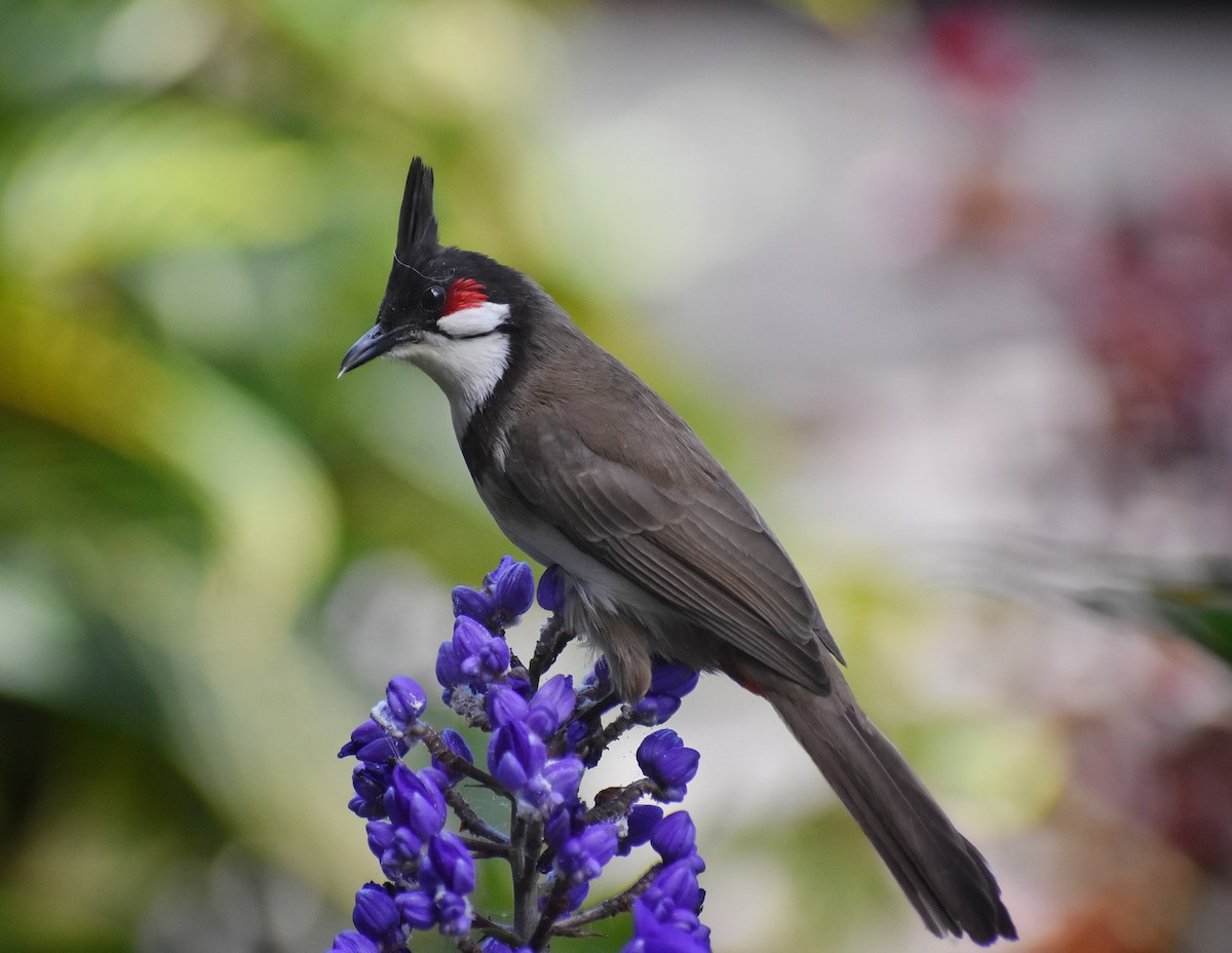 Red-whiskered Bulbul - ML616800006