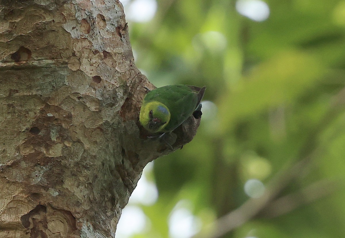 Finsch's Pygmy-Parrot - ML616800008