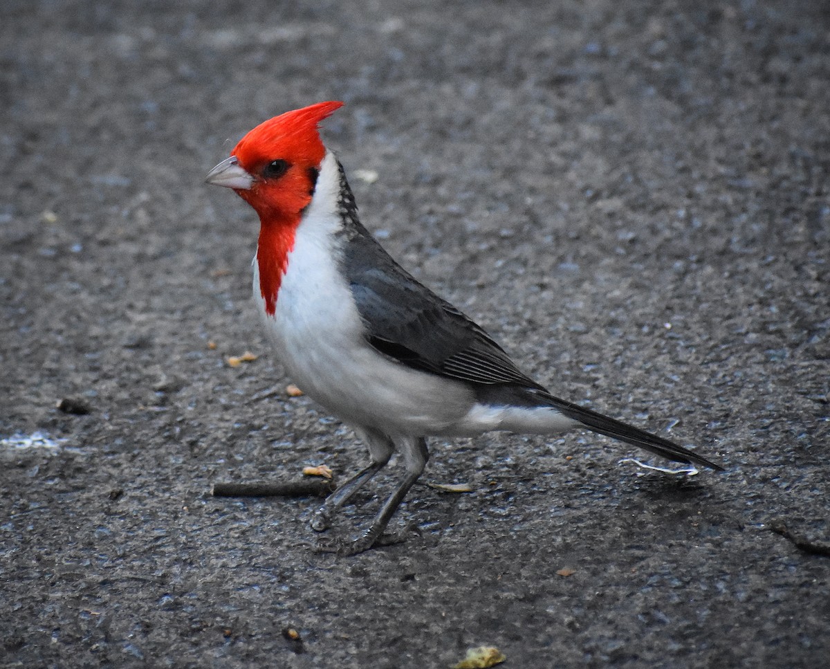 Red-crested Cardinal - ML616800016