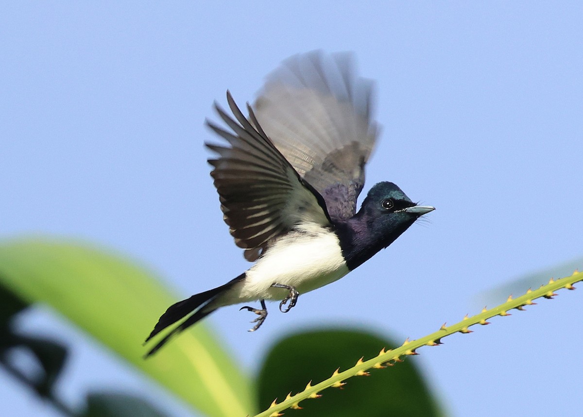 Steel-blue Flycatcher - ML616800035