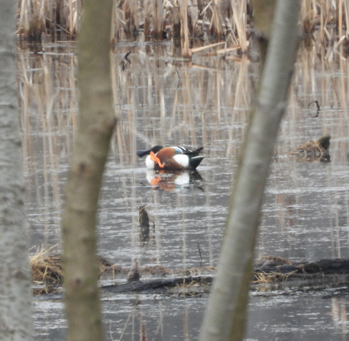 Northern Shoveler - ML616800062