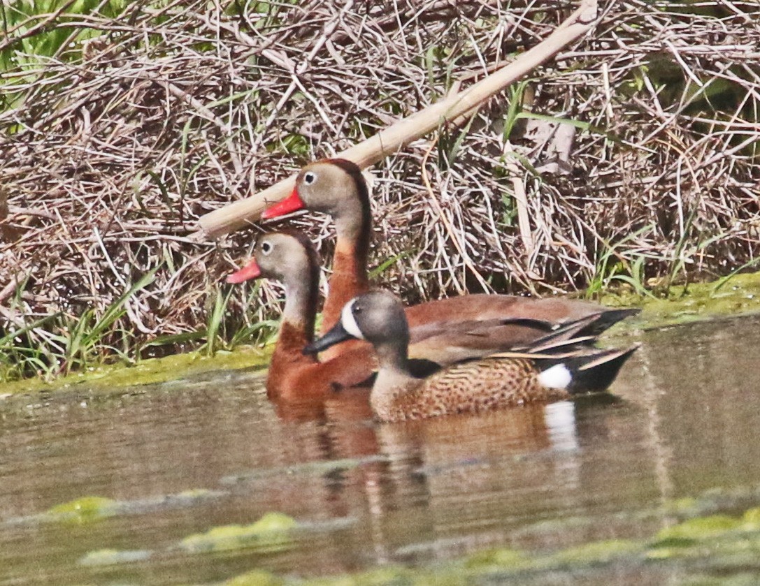 Black-bellied Whistling-Duck - Galen  Stewart