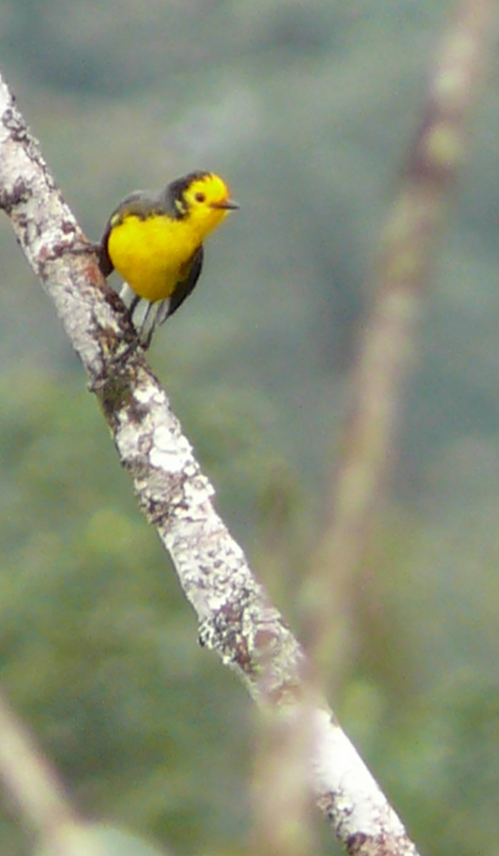 Golden-fronted Redstart - ML616800082