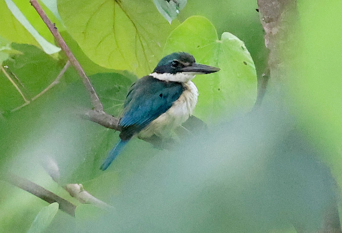 Pacific Kingfisher - ML616800133