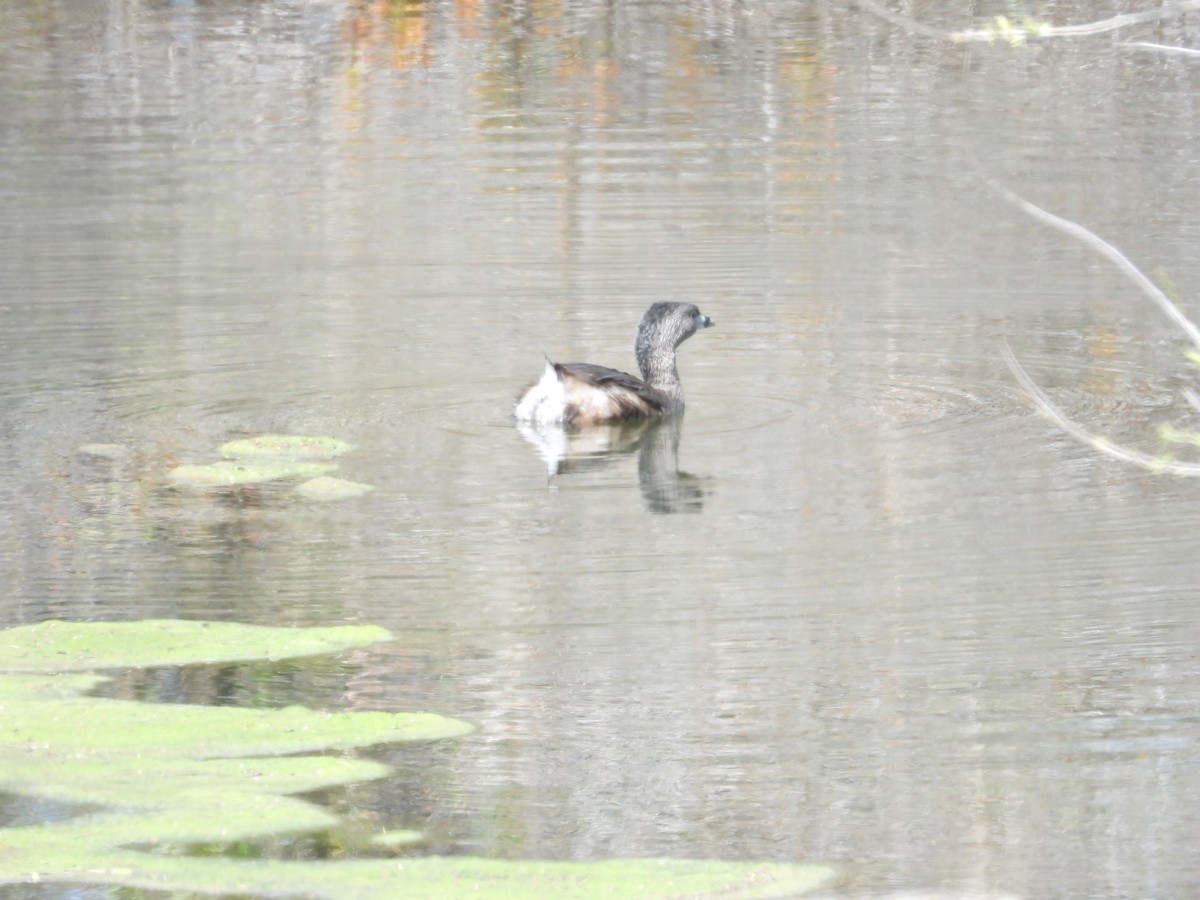 Pied-billed Grebe - ML616800134