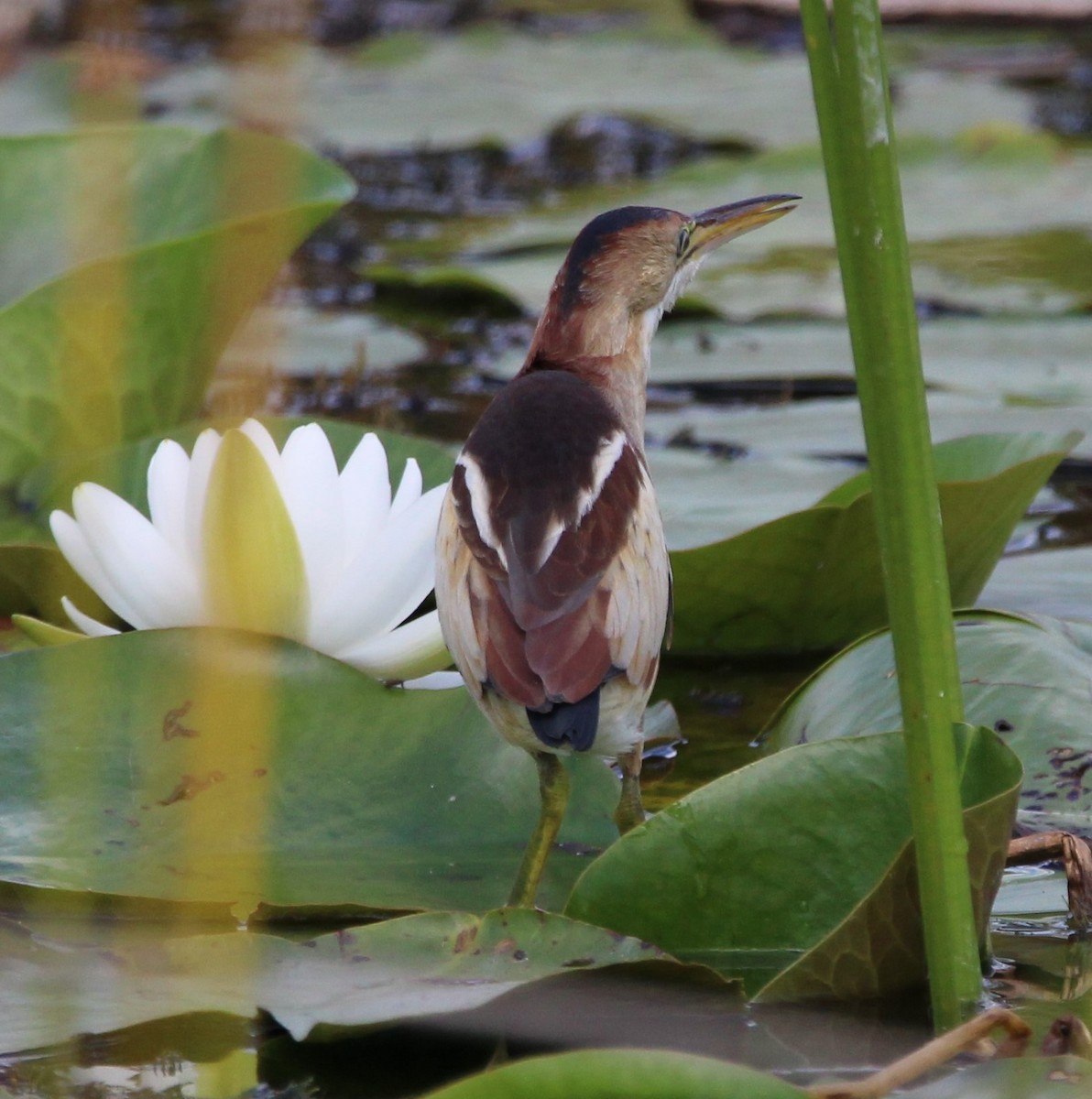 Least Bittern - ML616800181