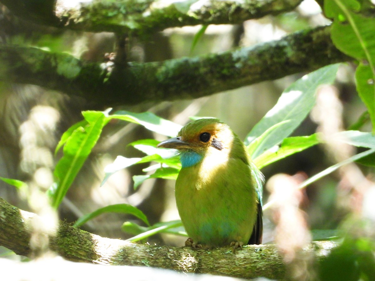 Blue-throated Motmot - Isaí López