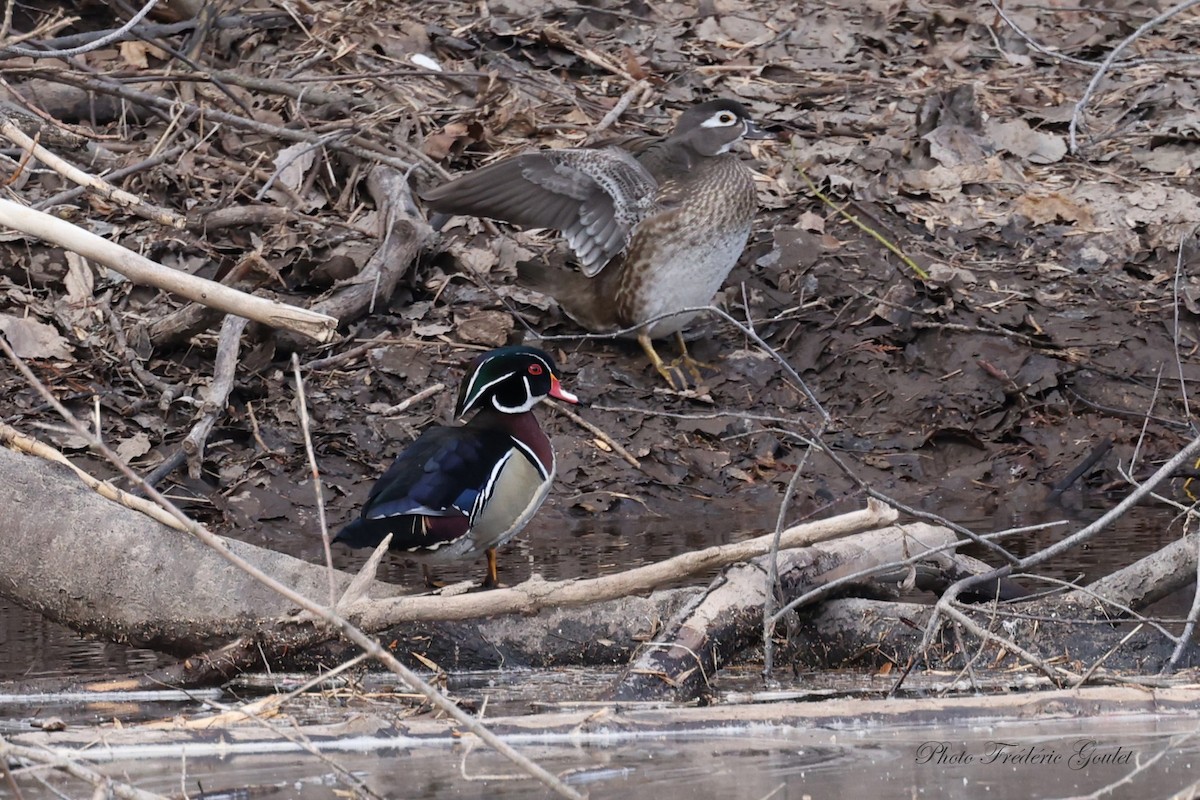 Wood Duck - ML616800249