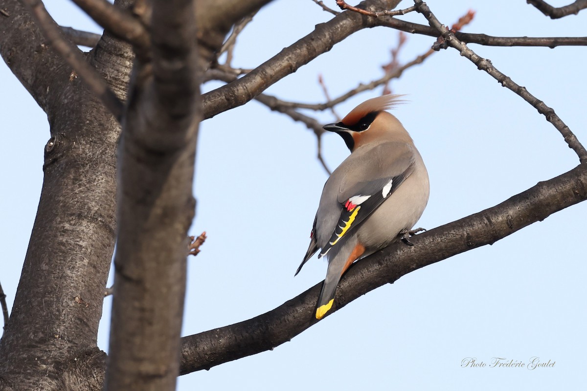 Bohemian Waxwing - ML616800293