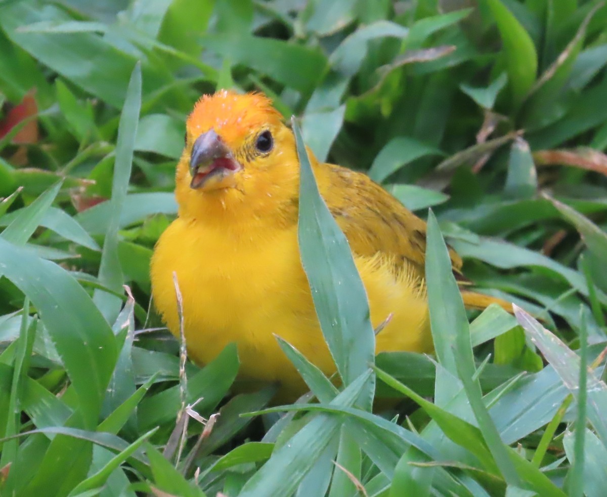 Saffron Finch - ML616800326