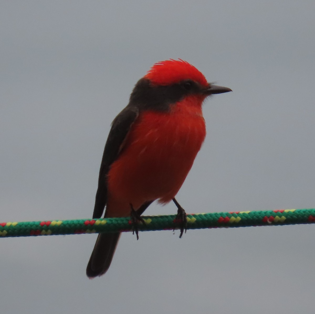 Vermilion Flycatcher - ML616800330