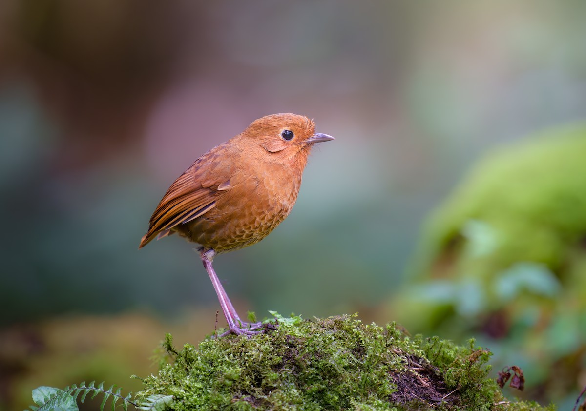 Equatorial Antpitta - Jean Bonilla