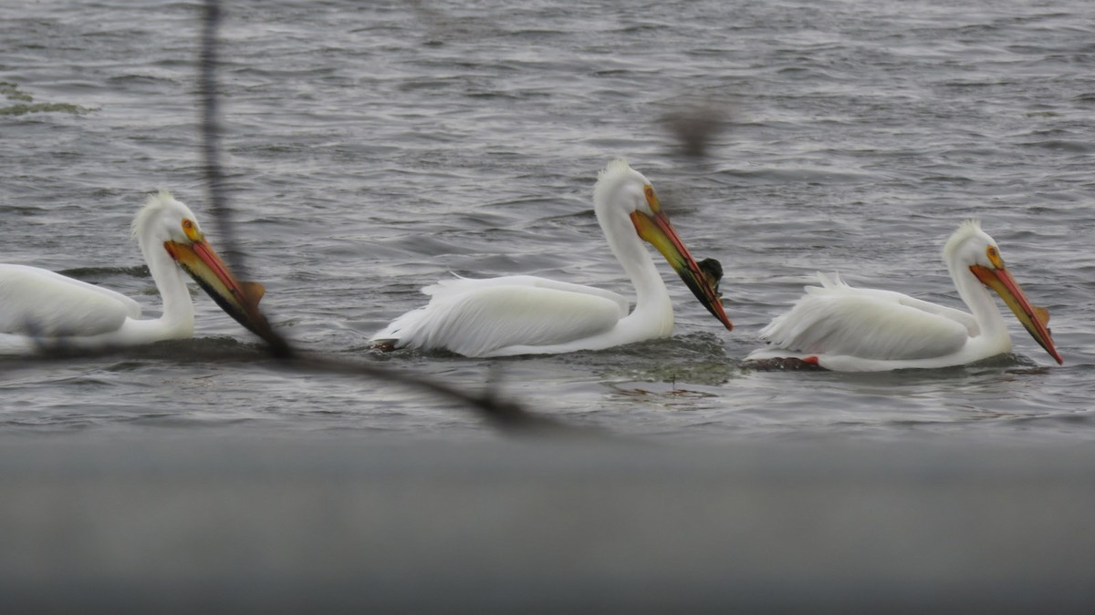 American White Pelican - ML616800505