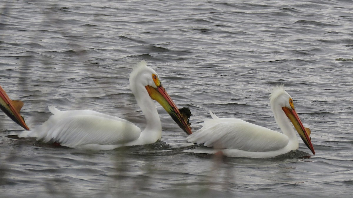 American White Pelican - ML616800506