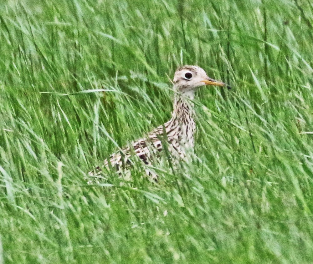 Upland Sandpiper - Galen  Stewart