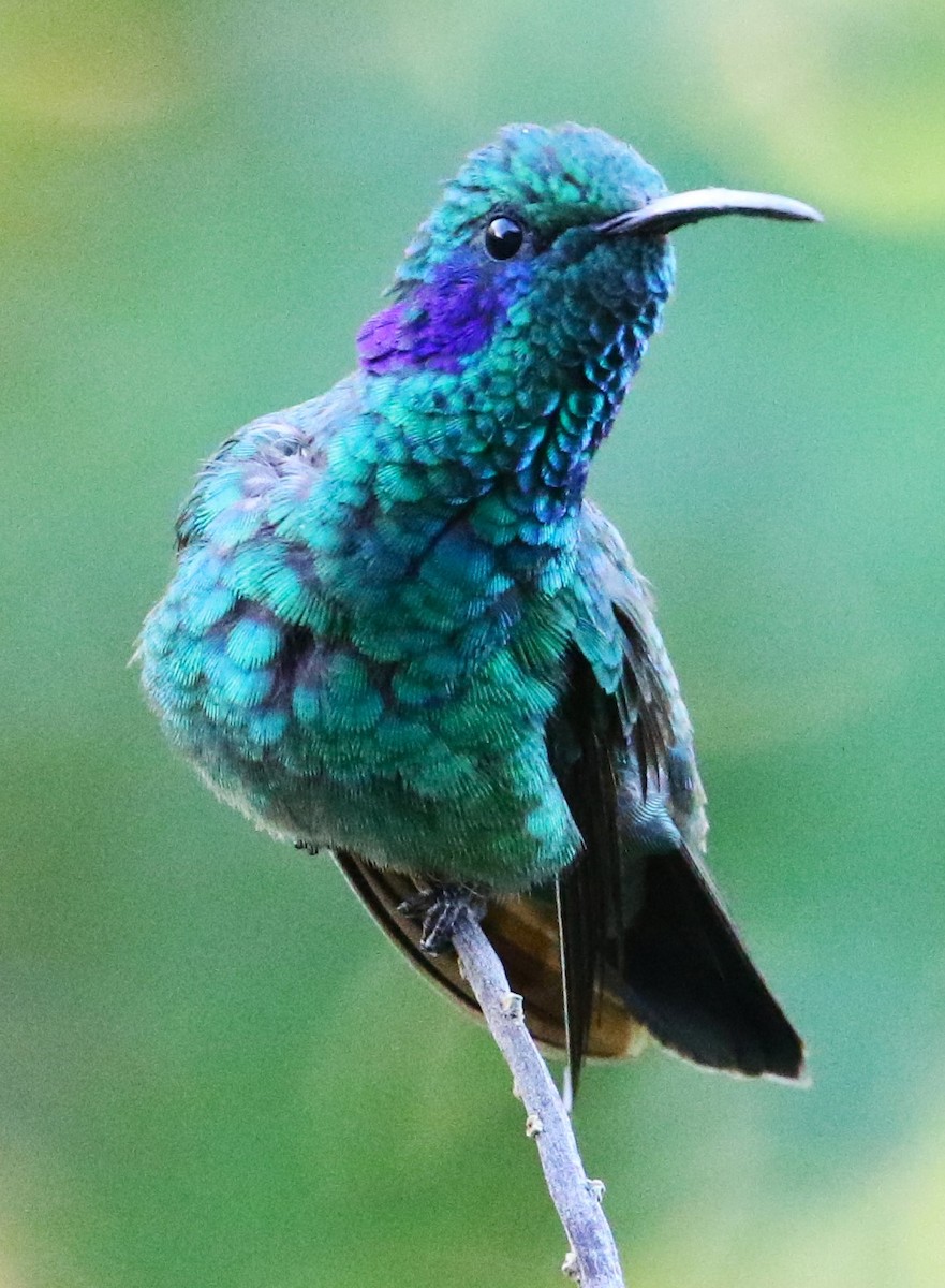 kolibřík modrouchý - ML616800539