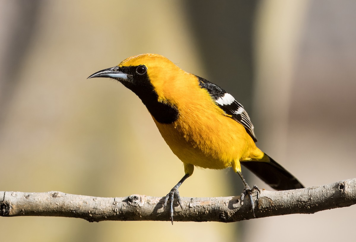 Hooded Oriole - Daniel Ward