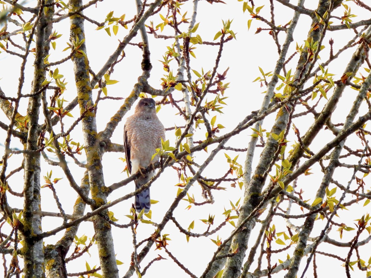 Cooper's Hawk - ML616800686