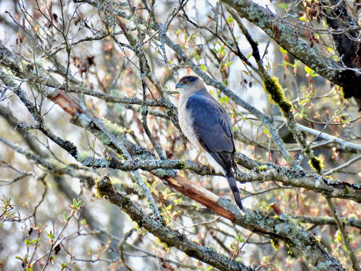 Cooper's Hawk - ML616800687