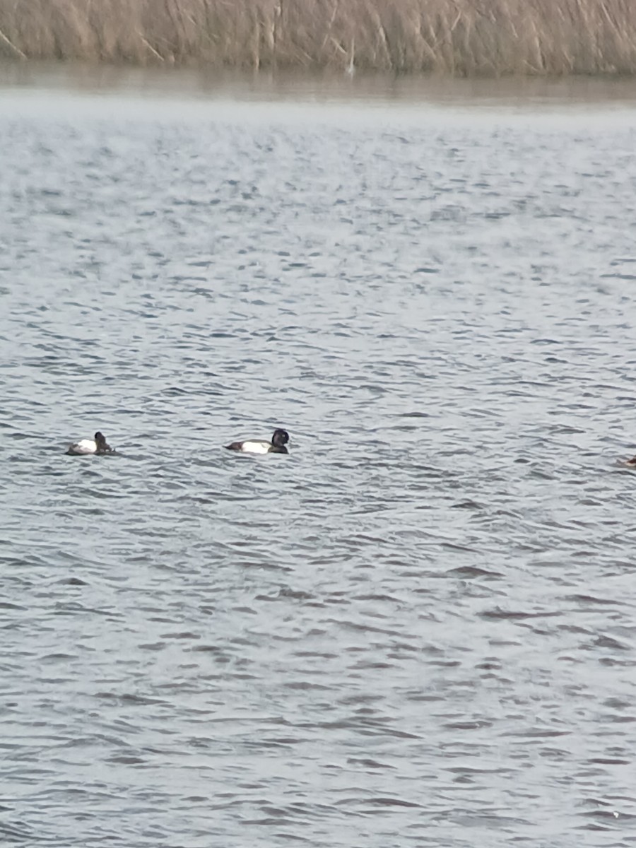 Lesser Scaup - ML616800693