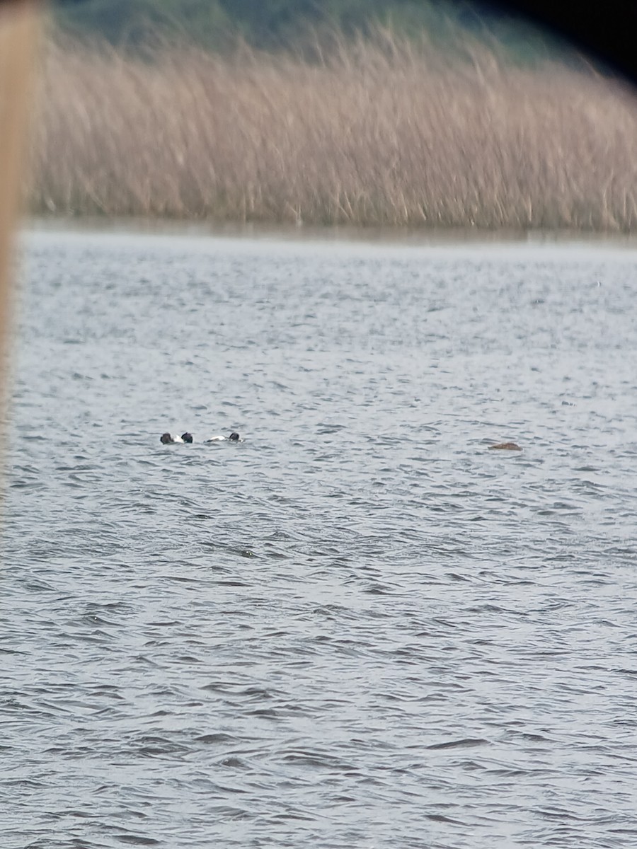 Lesser Scaup - ML616800694