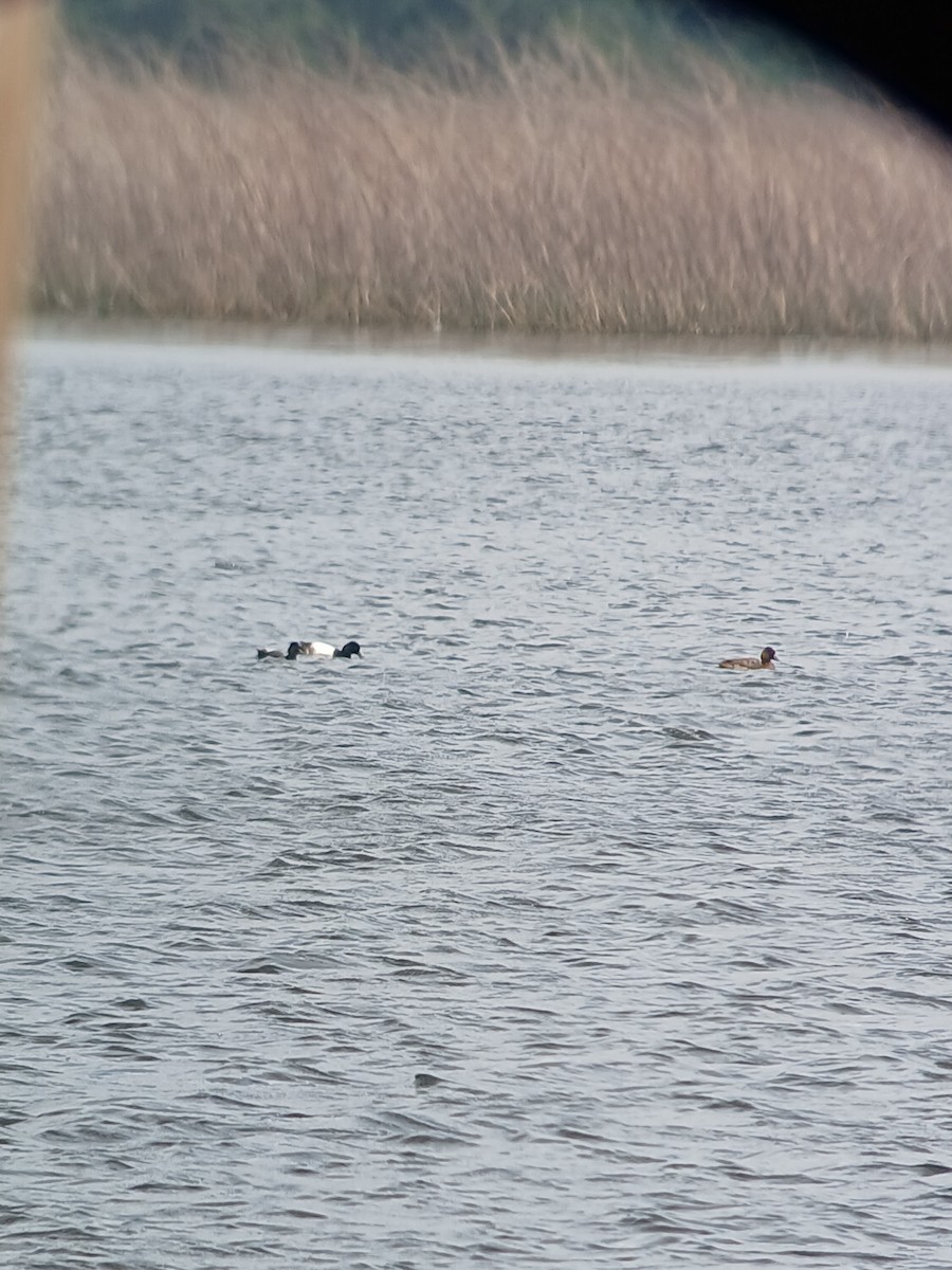 Lesser Scaup - ML616800695